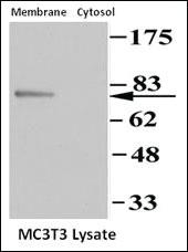 Anti-PRKG2 Rabbit Polyclonal Antibody