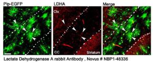 Anti-LDHA Rabbit Polyclonal Antibody