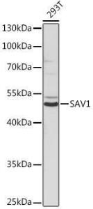 Western blot analysis of extracts of 293T cells, using Anti-SAV1 Antibody (A306668) at 1:1,000 dilution