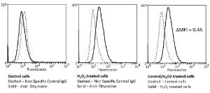 Flow cytometry analysis of human neuroblastoma cells (SH-SY5Y), fixed in 90% methanol, using Anti-Dityrosine Antibody [10A6] (A304720) at 1:50 for 30 minutes on ice