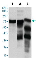 Anti-YAP1 Mouse Monoclonal Antibody [clone: 1A12]