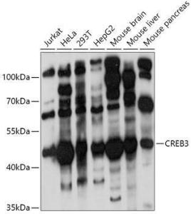 Western blot analysis of extracts of various cell lines, using Anti-CREB3 Antibody (A11991) at 1:1,000 dilution. The secondary antibody was Goat Anti-Rabbit IgG H&L Antibody (HRP) at 1:10,000 dilution.