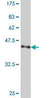 Anti-TNNI3 Mouse Polyclonal Antibody