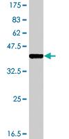 Anti-DSTYK Mouse Polyclonal Antibody