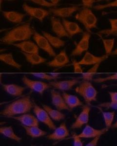 Immunofluorescence analysis of L929 cells using Anti-CREB3 Antibody (A11991) at a dilution of 1:100. DAPI was used to stain the cell nuclei (blue).