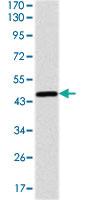 Anti-YAP1 Mouse Monoclonal Antibody [clone: 1A12]