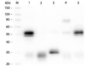 Anti-IgG Goat polyclonal antibody (TRITC (Tetramethylrhodamine Isothiocyanate))