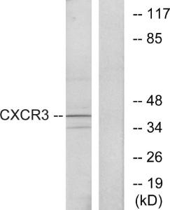 Western blot analysis of lysates from K562 cells using Anti-CXCR3 Antibody. The right hand lane represents a negative control, where the antibody is blocked by the immunising peptide