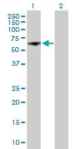 Anti-RRP8 Mouse Polyclonal Antibody