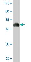 Anti-SOX15 Mouse Monoclonal Antibody [clone: 1B3]