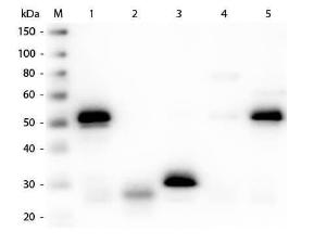 Anti-IgG Sheep polyclonal antibody (TRITC (Tetramethylrhodamine Isothiocyanate))