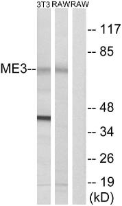 Western blot analysis of lysates from RAW264.7 and NIH/3T3 cells using Anti-ME3 Antibody. The right hand lane represents a negative control, where the antibody is blocked by the immunising peptide.