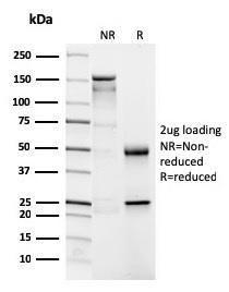 Antibody anti-CD4 CD43026 BSA 100 µg