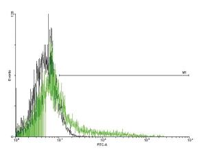 Anti-IL2RB Mouse Polyclonal Antibody