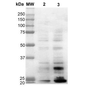 Western blot analysis of human Cervical cancer cell line (HeLa) lysate showing detection of Dityrosine protein using Anti-Dityrosine Antibody [10A6] (A304720) at 1:1,000 for 2 hours at room temperature