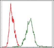 Anti-YAP1 Mouse Monoclonal Antibody [clone: 1A12]