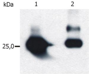 Isolation of Glutathione-S-Transferase (GST) overexpressed in E coli Western blot was immunostained by Anti-GST Antibody (A85570) Lane 1