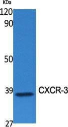 Western blot analysis of various cells using Anti-CXCR3 Antibody