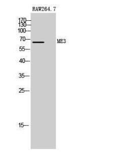 Western blot analysis of RAW264.7 cells using Anti-ME3 Antibody