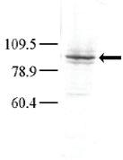 Anti-MAP4K3 Rabbit Polyclonal Antibody