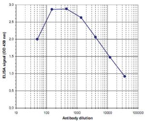 Anti-DNMT3B Rabbit Polyclonal Antibody