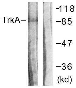 Anti-Trk A antibody