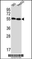 Anti-ERV3-1 Rabbit Polyclonal Antibody (FITC (Fluorescein Isothiocyanate))