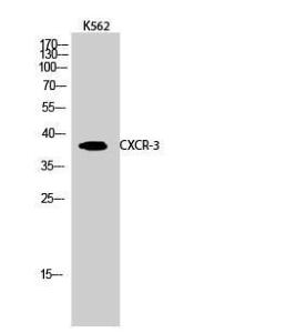 Western blot analysis of K562 cells using Anti-CXCR3 Antibody