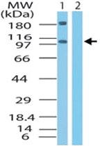 Anti-XPO4 Rabbit Polyclonal Antibody