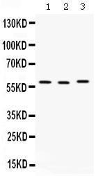 Anti-CAP1 Antibody