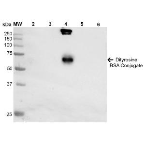 Western blot analysis of Dityrosine-BSA Conjugate showing detection of 67 kDa Dityrosine protein using Anti-Dityrosine Antibody [10A6] (A304720) at 1:1,000 for 2 hours at room temperature