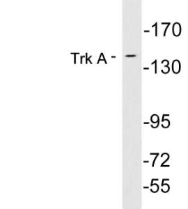 Western blot analysis of lysates from Jurkat cells using Anti-Trk A Antibody