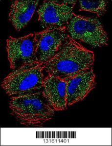 Anti-PLCL2 Rabbit Polyclonal Antibody (AP (Alkaline Phosphatase))