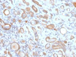 Immunohistochemical analysis of formalin-fixed, paraffin-embedded human kidney using Anti-ARF1 Antibody [ARF1/2117]