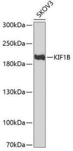 Anti-KIF1B Rabbit Polyclonal Antibody