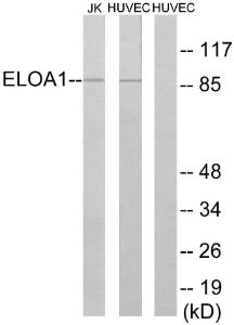 Western blot analysis of lysates from HUVEC cells and Jurkat cells using Anti-ELOA1 Antibody. The right hand lane represents a negative control, where the Antibody is blocked by the immunising peptide