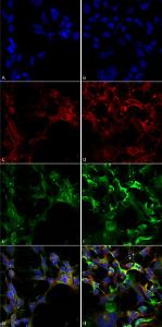 Immunocytochemistry/Immunofluorescence analysis of human embryonic kidney epithelial cell line (HEK293), fixed in 5% formaldehyde for 5 minutes, using Anti-Dityrosine Antibody [10A6] (A304720), at 1:50 for 30-60 min at room temperature