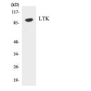 Anti-LTK antibody