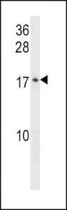 Anti-GADD45G Rabbit Polyclonal Antibody (FITC (Fluorescein Isothiocyanate))