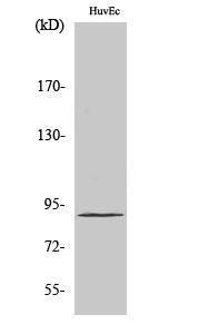 Western blot analysis of various cells using Anti-ELOA1 Antibody