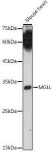 Western blot analysis of extracts of Mouse heart, using Anti-Monoacylglycerol Lipase/MGL Antibody (A12000) at 1:1000 dilution. The secondary Antibody was Goat Anti-Rabbit IgG H&L Antibody (HRP) at 1:10000 dilution. Lysates/proteins were present at 25 µg per lane