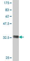 Anti-DPYS Mouse Polyclonal Antibody