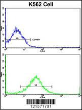 Anti-FPGS Rabbit Polyclonal Antibody (Biotin)