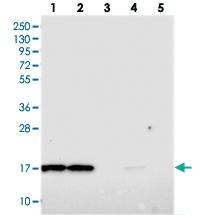 Anti-OCIAD2 Rabbit Polyclonal Antibody