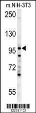 Anti-NPAS2 Rabbit Polyclonal Antibody (Biotin)