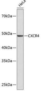 Anti-CXCR4 antibody