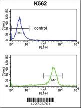 Anti-RPS6KB2 Rabbit Polyclonal Antibody