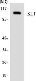 Antibody anti-kit A99716-100 100 µg