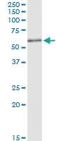 Anti-KIAA0368 Rabbit Polyclonal Antibody