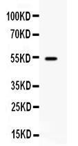 Anti-CD27 Antibody